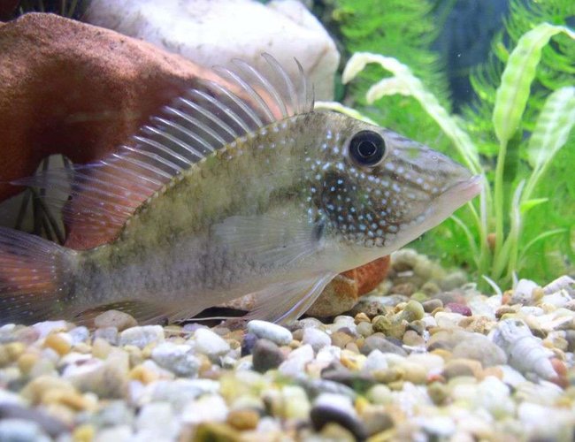 freshwater fish - geophagus jurupari - demon fish stocking in 175 gallons tank - geo jurapari freshwater fish - geophagus jurupari - demon fish stocking in 175 gallons tank - geo jurapari