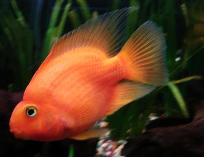freshwater fish - heros severus x amphilophus citrinellum - blood parrot stocking in 33 gallons tank - very large parrot!! freshwater fish - heros severus x amphilophus citrinellum - blood parrot stocking in 33 gallons tank - very large parrot!!