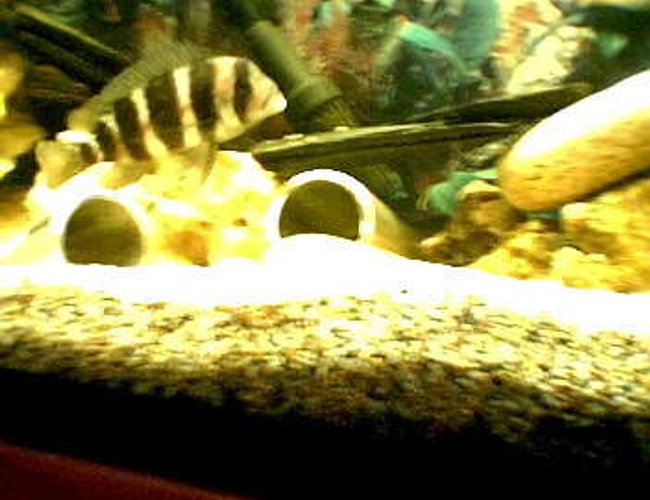 freshwater fish - cyphotilapia frontosa - frontosa cichlid stocking in 66 gallons tank - Frontosa freshwater fish - cyphotilapia frontosa - frontosa cichlid stocking in 66 gallons tank - Frontosa