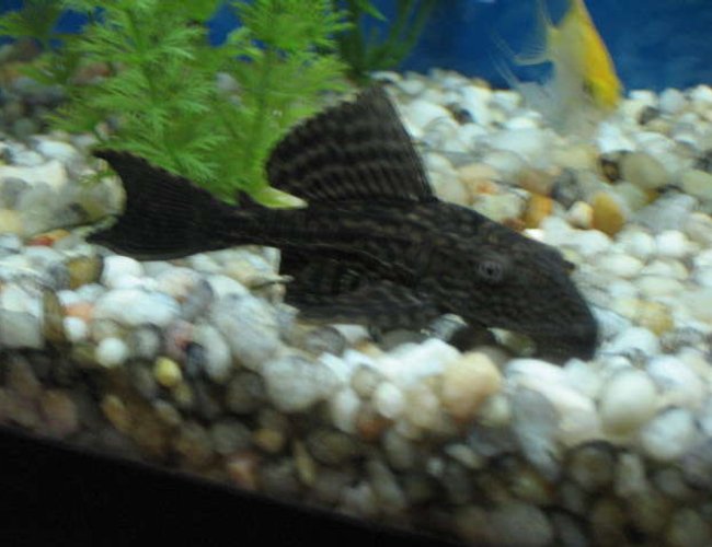 freshwater fish - hypostomus plecostomus - common pleco stocking in 55 gallons tank - Here is my common pleco in my 55g freshwater fish - hypostomus plecostomus - common pleco stocking in 55 gallons tank - Here is my common pleco in my 55g