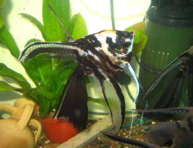 freshwater fish - pterophyllum scalare - assorted veil angel stocking in 70 gallons tank - scalaire voile freshwater fish - pterophyllum scalare - assorted veil angel stocking in 70 gallons tank - scalaire voile