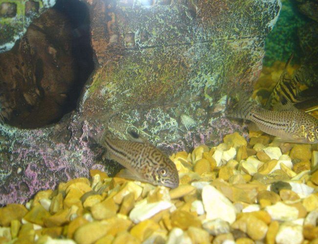 freshwater fish - corydoras sp. - false julii cory cat stocking in 110 gallons tank - my spotted cat fish freshwater fish - corydoras sp. - false julii cory cat stocking in 110 gallons tank - my spotted cat fish