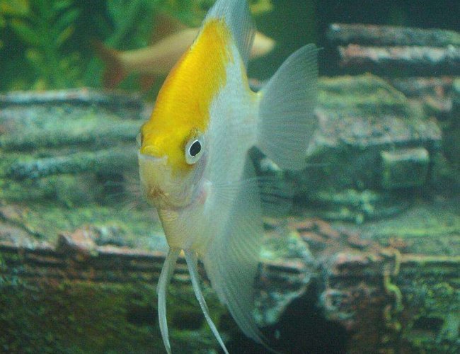 freshwater fish - pterophyllum sp. - white blushing angel stocking in 110 gallons tank - the big angel posin for the camera freshwater fish - pterophyllum sp. - white blushing angel stocking in 110 gallons tank - the big angel posin for the camera