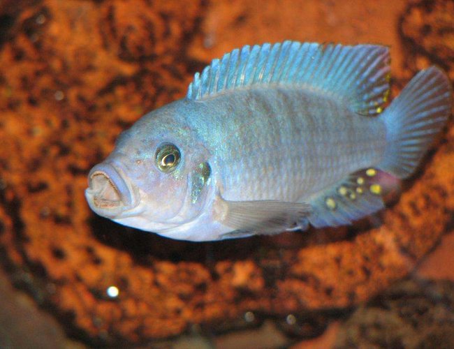 freshwater fish - pseudotropheus estherae - red zebra cichlid stocking in 50 gallons tank - Metriaclima Estherae - Male freshwater fish - pseudotropheus estherae - red zebra cichlid stocking in 50 gallons tank - Metriaclima Estherae - Male