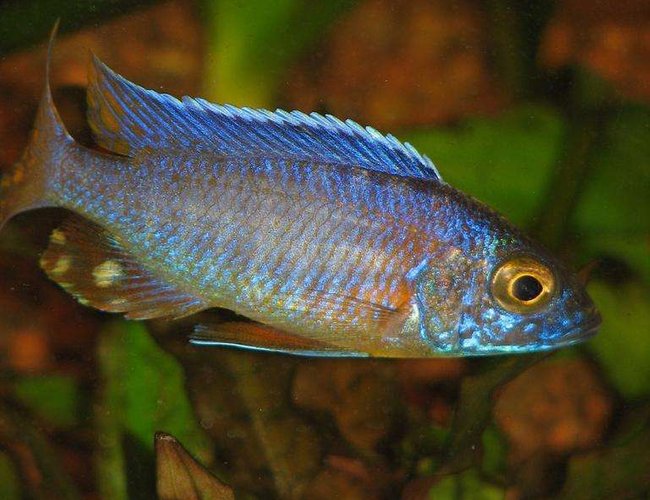 freshwater fish - aulonocara jacobfreibergi - otter point peacock stocking in 50 gallons tank - Peacock freshwater fish - aulonocara jacobfreibergi - otter point peacock stocking in 50 gallons tank - Peacock