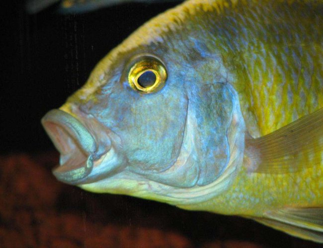 freshwater fish - nimbochromis venustus - venustus cichlid stocking in 50 gallons tank - Nimbochromis Venustus - Male freshwater fish - nimbochromis venustus - venustus cichlid stocking in 50 gallons tank - Nimbochromis Venustus - Male
