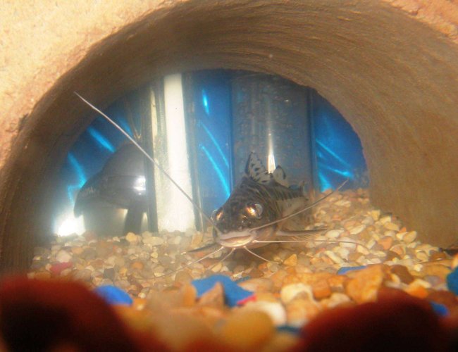 freshwater fish - pimelodus pictus - pictus cat stocking in 55 gallons tank - SPOTTEDCATFISH 1 OF 2 freshwater fish - pimelodus pictus - pictus cat stocking in 55 gallons tank - SPOTTEDCATFISH 1 OF 2