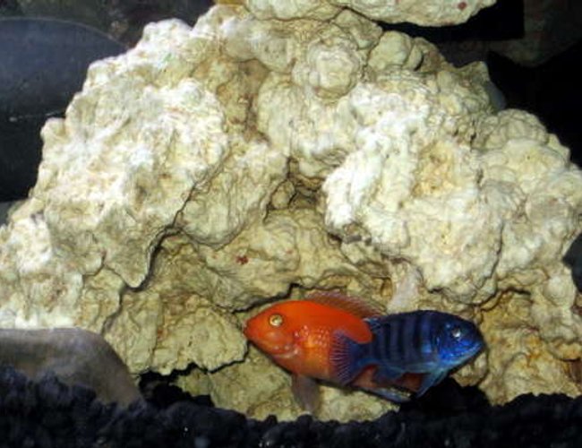 freshwater fish - aulonocara sp. - strawberry peacock cichlid stocking in 32767 gallons tank - Cave Buddies freshwater fish - aulonocara sp. - strawberry peacock cichlid stocking in 32767 gallons tank - Cave Buddies