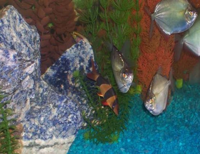 freshwater fish - botia macracantha - clown loach stocking in 55 gallons tank - Community 01: silver dollars, kribensis, clown loach. freshwater fish - botia macracantha - clown loach stocking in 55 gallons tank - Community 01: silver dollars, kribensis, clown loach.
