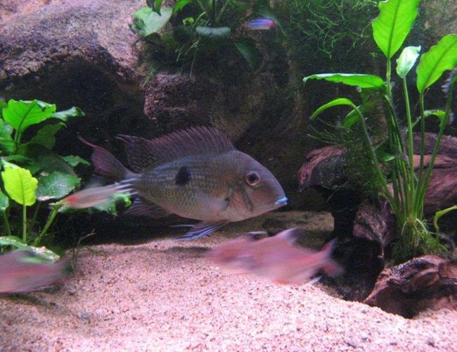 freshwater fish - geophagus dicrozoster - monster fish stocking in 90 gallons tank - my large geo freshwater fish - geophagus dicrozoster - monster fish stocking in 90 gallons tank - my large geo