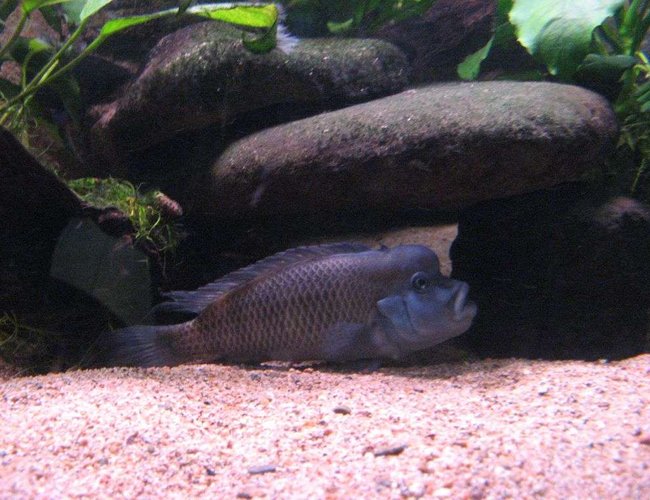freshwater fish - steatocranus casuarius - buffalo head cichlid stocking in 90 gallons tank - my blockhead freshwater fish - steatocranus casuarius - buffalo head cichlid stocking in 90 gallons tank - my blockhead