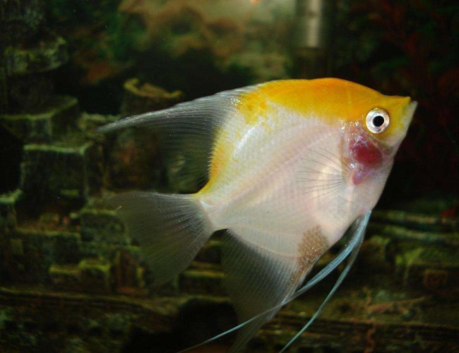 freshwater fish - pterophyllum sp. - white blushing angel stocking in 110 gallons tank - gabriel the big angel freshwater fish - pterophyllum sp. - white blushing angel stocking in 110 gallons tank - gabriel the big angel