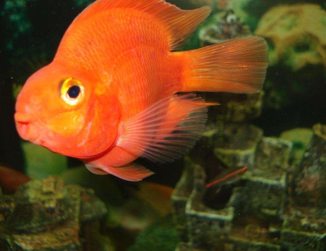 freshwater fish - heros severus x amphilophus citrinellum - blood parrot stocking in 110 gallons tank - the big parrot freshwater fish - heros severus x amphilophus citrinellum - blood parrot stocking in 110 gallons tank - the big parrot