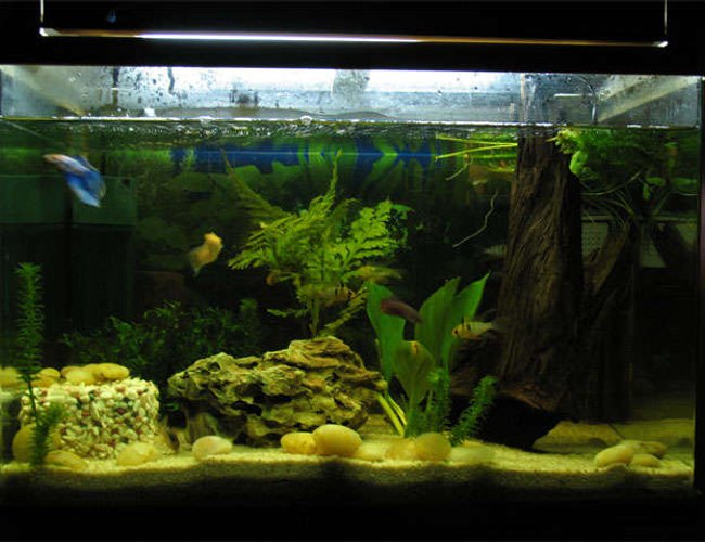freshwater fish - poecilia reticulata - neon blue tux guppy stocking in 20 gallons tank - it's small tank, but what do you think? freshwater fish - poecilia reticulata - neon blue tux guppy stocking in 20 gallons tank - it's small tank, but what do you think?
