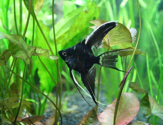 freshwater fish - pterophyllum sp. - black veil angel stocking in 55 gallons tank - one of our angels freshwater fish - pterophyllum sp. - black veil angel stocking in 55 gallons tank - one of our angels