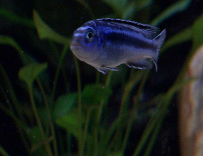 freshwater fish - melanochromis cyaneorhabdos - maingano cichlid stocking in 55 gallons tank - young maingano island johanni
( african cichlid ) freshwater fish - melanochromis cyaneorhabdos - maingano cichlid stocking in 55 gallons tank - young maingano island johanni
( african cichlid )