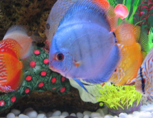 freshwater fish - symphysodon sp. - blue diamond discus stocking in 121 gallons tank - my adult discus blue cobalt freshwater fish - symphysodon sp. - blue diamond discus stocking in 121 gallons tank - my adult discus blue cobalt