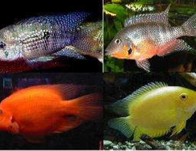 freshwater fish - aequidens portalegrensis - port acara stocking in 55 gallons tank - Pictures of what my cichlids will look like when full grown
top left--Blue Acara
top right--Firemouth
bottom left--Parrot Cichlid
bottom right--Gold Severum freshwater fish - aequidens portalegrensis - port acara stocking in 55 gallons tank - Pictures of what my cichlids will look like when full grown
top left--Blue Acara
top right--Firemouth
bottom left--Parrot Cichlid
bottom right--Gold Severum