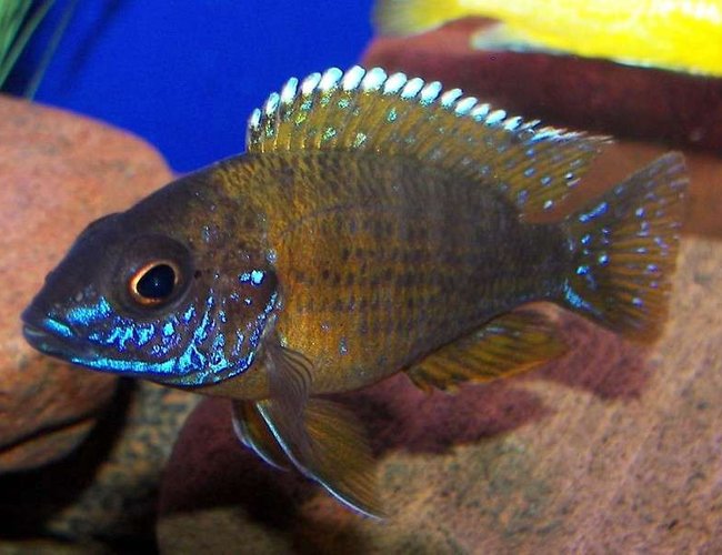 freshwater fish - aulonocara stuartgranti - ngara flametail stocking in 55 gallons tank - Juvie Flametail freshwater fish - aulonocara stuartgranti - ngara flametail stocking in 55 gallons tank - Juvie Flametail