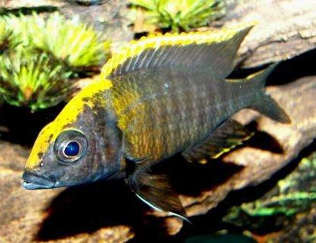 freshwater fish - aulonocara maylandi - sulphur head peacock stocking in 55 gallons tank - Young Adult Male Maylandi freshwater fish - aulonocara maylandi - sulphur head peacock stocking in 55 gallons tank - Young Adult Male Maylandi