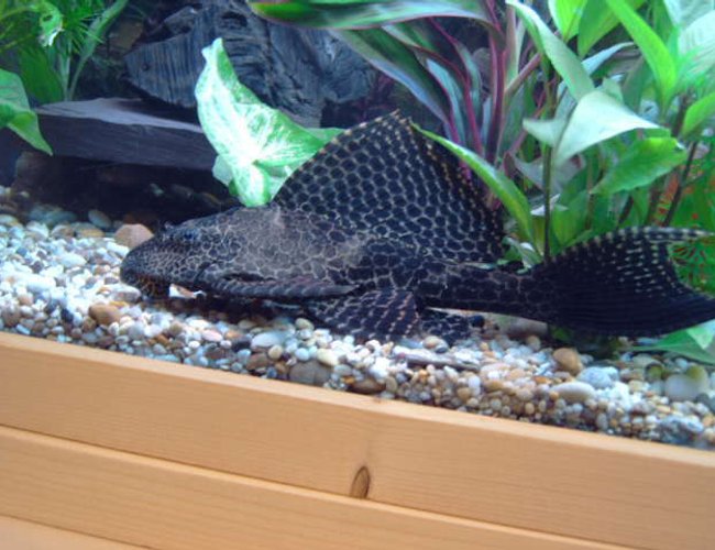 freshwater fish - glyptoperichthys gibbiceps - sailfin pleco (l-83) stocking in 75 gallons tank - my largest plec for now! freshwater fish - glyptoperichthys gibbiceps - sailfin pleco (l-83) stocking in 75 gallons tank - my largest plec for now!