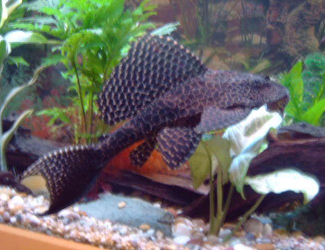 freshwater fish - glyptoperichthys gibbiceps - sailfin pleco (l-83) stocking in 75 gallons tank - i love my plec freshwater fish - glyptoperichthys gibbiceps - sailfin pleco (l-83) stocking in 75 gallons tank - i love my plec