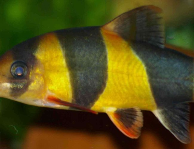 freshwater fish - botia macracantha - clown loach stocking in 22 gallons tank - Clown Loach freshwater fish - botia macracantha - clown loach stocking in 22 gallons tank - Clown Loach