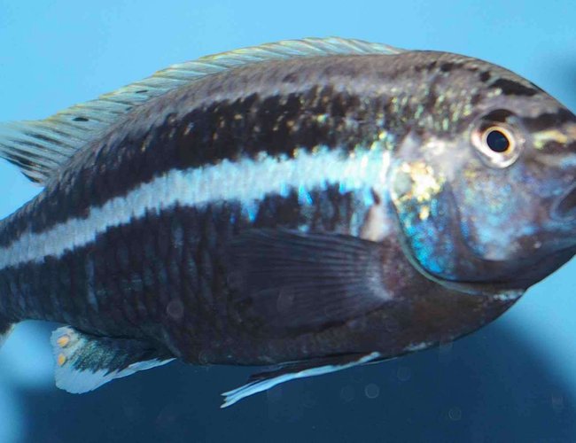 freshwater fish - melanochromis auratus - auratus cichlid stocking in 22 gallons tank - Melanochromis Auratus (Male) freshwater fish - melanochromis auratus - auratus cichlid stocking in 22 gallons tank - Melanochromis Auratus (Male)