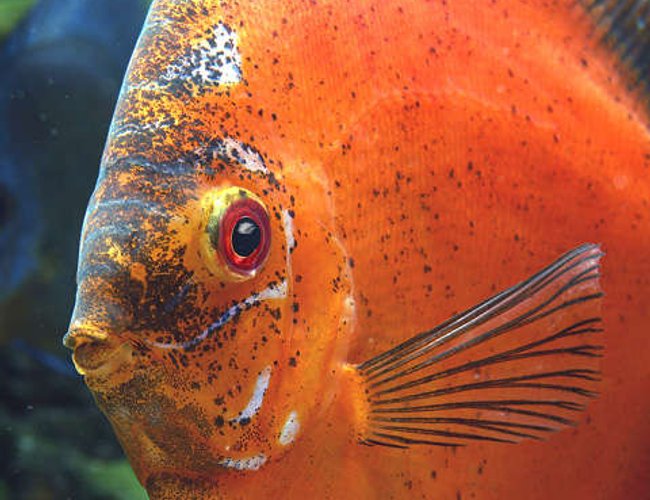 freshwater fish - symphysodon sp. - red marlboro discus stocking in 180 gallons tank - My Big Old Marlboro like to sit for pictures freshwater fish - symphysodon sp. - red marlboro discus stocking in 180 gallons tank - My Big Old Marlboro like to sit for pictures