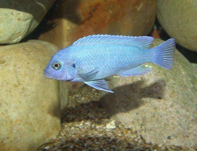 freshwater fish - maylandia callainos - blue cobalt cichlid stocking in 100 gallons tank - M.Callainos freshwater fish - maylandia callainos - blue cobalt cichlid stocking in 100 gallons tank - M.Callainos