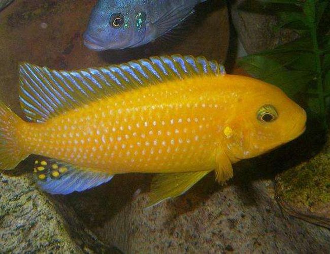 freshwater fish - pseudotropheus estherae - red zebra cichlid stocking in 100 gallons tank - Male M.Estherae freshwater fish - pseudotropheus estherae - red zebra cichlid stocking in 100 gallons tank - Male M.Estherae
