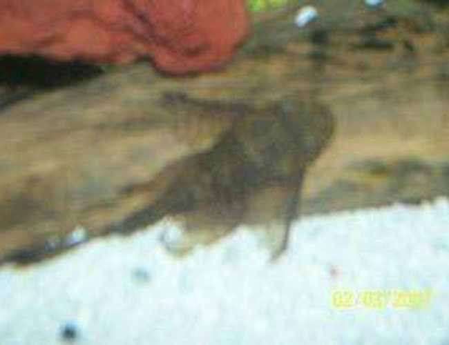freshwater fish - peckoltia angelicus - angelicus pleco (l-05) stocking in 90 gallons tank - this is my long lace pleco, 2 years old. freshwater fish - peckoltia angelicus - angelicus pleco (l-05) stocking in 90 gallons tank - this is my long lace pleco, 2 years old.