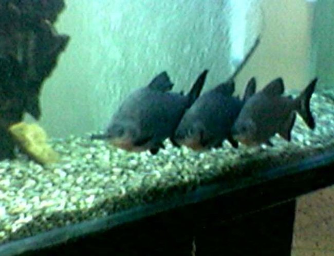 freshwater fish - colossoma brachypomus - pacu stocking in 180 gallons tank - My pacus... freshwater fish - colossoma brachypomus - pacu stocking in 180 gallons tank - My pacus...