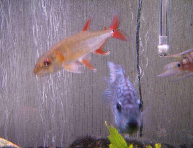 freshwater fish - acestrorhynchus falcatus - red tail barracuda stocking in 75 gallons tank - baraccuda, and a cichlid mix with severum freshwater fish - acestrorhynchus falcatus - red tail barracuda stocking in 75 gallons tank - baraccuda, and a cichlid mix with severum