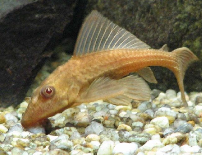 freshwater fish - ancistrus sp. - bushy nose pleco l-144 stocking in 120 gallons tank - 4 inch Pleco freshwater fish - ancistrus sp. - bushy nose pleco l-144 stocking in 120 gallons tank - 4 inch Pleco