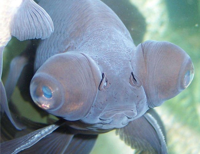 freshwater fish - carassius auratus - black moor goldfish stocking in 72 gallons tank - Goldfish, Black Moor freshwater fish - carassius auratus - black moor goldfish stocking in 72 gallons tank - Goldfish, Black Moor