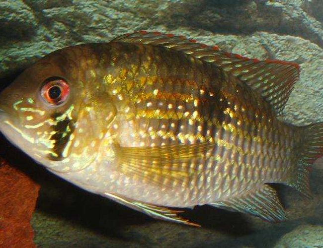 freshwater fish - aequidens pulcher - blue acara stocking in 101 gallons tank - Aequidens pulcher freshwater fish - aequidens pulcher - blue acara stocking in 101 gallons tank - Aequidens pulcher