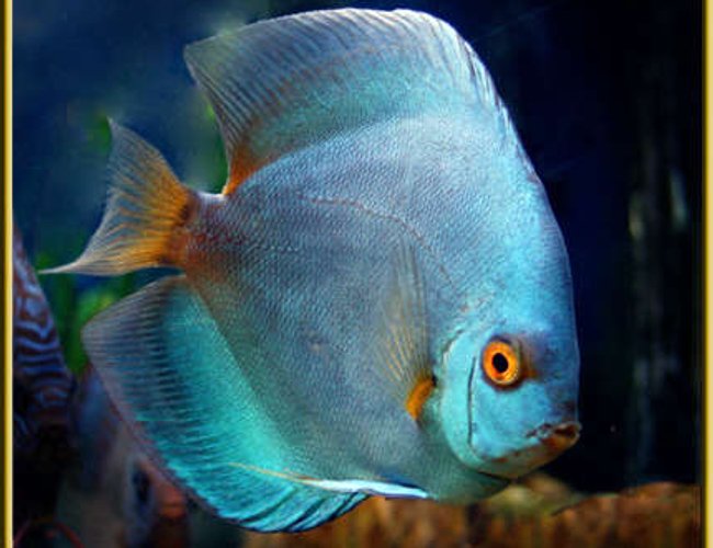 freshwater fish - symphysodon sp. - blue diamond discus stocking in 180 gallons tank - Juvenile Blue Diamond Discuss freshwater fish - symphysodon sp. - blue diamond discus stocking in 180 gallons tank - Juvenile Blue Diamond Discuss