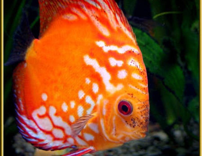 freshwater fish - symphysodon sp. - red marlboro discus stocking in 180 gallons tank - Adult Marlboro Red Discus freshwater fish - symphysodon sp. - red marlboro discus stocking in 180 gallons tank - Adult Marlboro Red Discus