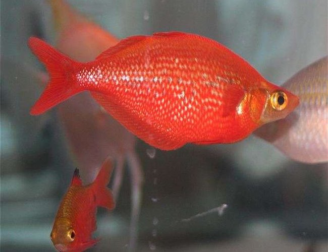 freshwater fish - glossolepis incisis - red irian rainbow stocking in 75 gallons tank - Red Irian Rainbowfish freshwater fish - glossolepis incisis - red irian rainbow stocking in 75 gallons tank - Red Irian Rainbowfish
