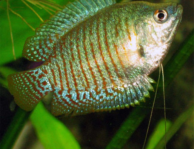 freshwater fish - colisa lalia - dwarf gourami stocking in 26 gallons tank - Dwarf gaurami. Angry mood. freshwater fish - colisa lalia - dwarf gourami stocking in 26 gallons tank - Dwarf gaurami. Angry mood.
