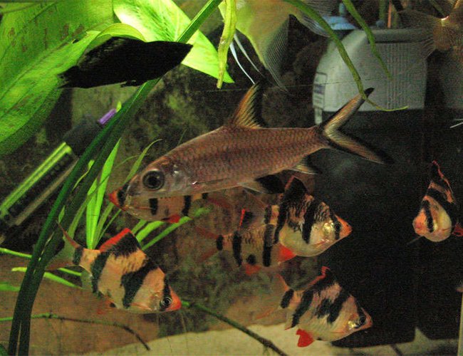 freshwater fish - balantiocheilus melanopterus - bala shark stocking in 26 gallons tank - Tricolour shark, Tigers, molly etc freshwater fish - balantiocheilus melanopterus - bala shark stocking in 26 gallons tank - Tricolour shark, Tigers, molly etc