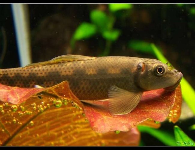 freshwater fish - gyrinocheilos aymonieri - chinese algae eater stocking in 103 gallons tank - Gyrinocheilus aymonieri freshwater fish - gyrinocheilos aymonieri - chinese algae eater stocking in 103 gallons tank - Gyrinocheilus aymonieri