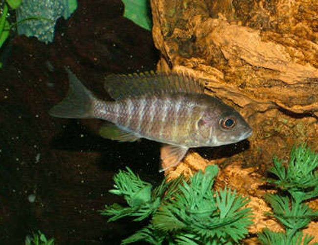 freshwater fish - aulonocara baenschi - sunshine peacock stocking in 55 gallons tank - My name is Sunny, and I am a Sunshine Peacock Cichlid. I'm not a trouble maker but I'm not afraid of anyone either so the bigger I get the harder its gonna be to push me aorund. So go ahead and make my day. freshwater fish - aulonocara baenschi - sunshine peacock stocking in 55 gallons tank - My name is Sunny, and I am a Sunshine Peacock Cichlid. I'm not a trouble maker but I'm not afraid of anyone either so the bigger I get the harder its gonna be to push me aorund. So go ahead and make my day.