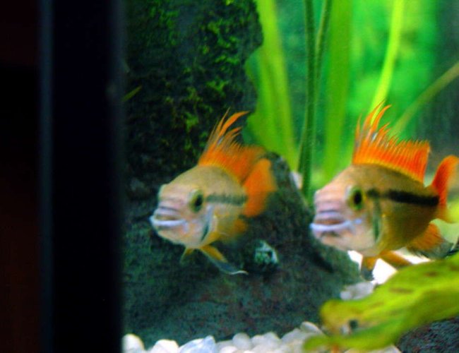 freshwater fish - apistogramma cacatuoides - double full red cockatoo cichlid stocking in 25 gallons tank - dwarf cockatoo cichlid checking himself out freshwater fish - apistogramma cacatuoides - double full red cockatoo cichlid stocking in 25 gallons tank - dwarf cockatoo cichlid checking himself out