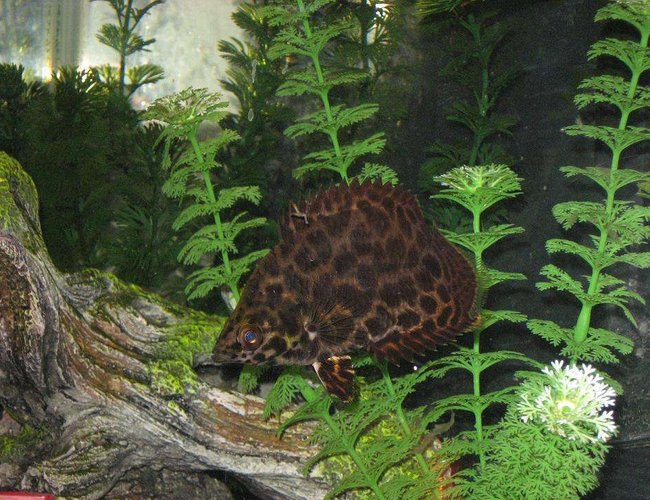 freshwater fish - ctenopoma acutirostre - leopard ctenopoma stocking in 40 gallons tank - This is my friends leopard ctenopoma (African Leaf Fish) , its huge .. 6 inches at least, it eats live fish like most its age. hes prolly had it for about 1 - 1 1/2 yrs. it lives with a single betta fish in a 20 gal tank. freshwater fish - ctenopoma acutirostre - leopard ctenopoma stocking in 40 gallons tank - This is my friends leopard ctenopoma (African Leaf Fish) , its huge .. 6 inches at least, it eats live fish like most its age. hes prolly had it for about 1 - 1 1/2 yrs. it lives with a single betta fish in a 20 gal tank.