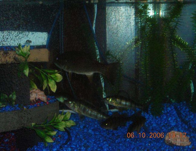 freshwater fish - micropterus dolomieu - smallmouth bass stocking in 75 gallons tank - Small Mouth Bass and Perch freshwater fish - micropterus dolomieu - smallmouth bass stocking in 75 gallons tank - Small Mouth Bass and Perch