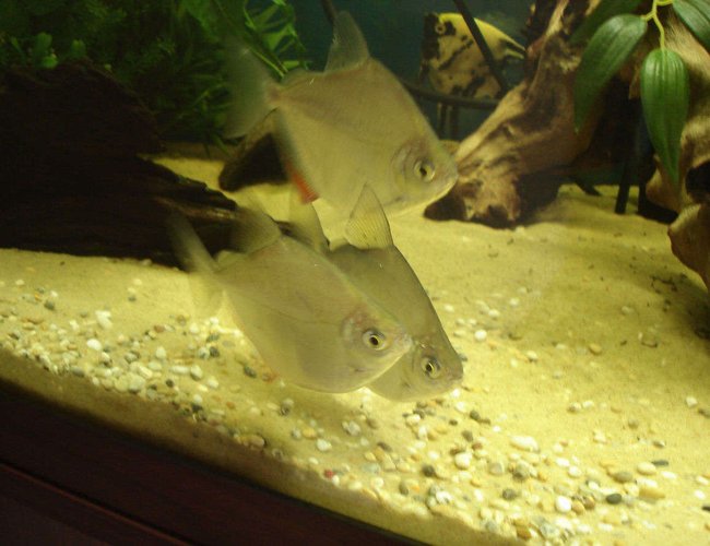 freshwater fish - metynnis argenteus - silver dollar stocking in 40 gallons tank - My trio. I love all my fish but my dollars are such characters! freshwater fish - metynnis argenteus - silver dollar stocking in 40 gallons tank - My trio. I love all my fish but my dollars are such characters!