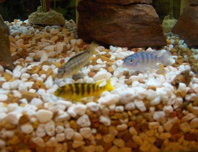 freshwater fish - metriaclima lombardoi - kenyi cichlid stocking in 45 gallons tank - 3 more of my cichlids freshwater fish - metriaclima lombardoi - kenyi cichlid stocking in 45 gallons tank - 3 more of my cichlids
