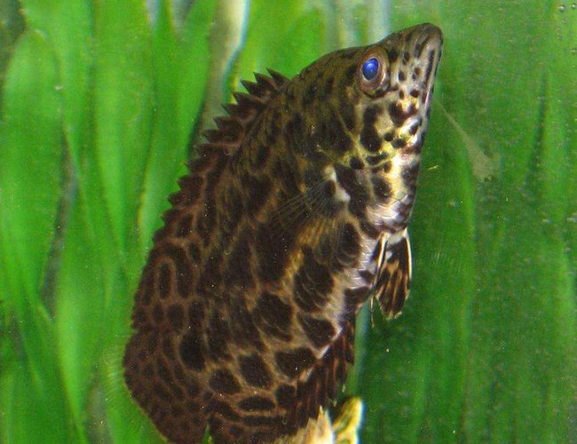 freshwater fish - ctenopoma acutirostre - leopard ctenopoma stocking in 40 gallons tank - This is my friends leopard ctenopoma (African Leaf Fish) , its huge .. 6 inches at least, it eats live fish like most its age. hes prolly had it for about 1 - 1 1/2 yrs. it lives with a single betta fish in a 20 gal tank. freshwater fish - ctenopoma acutirostre - leopard ctenopoma stocking in 40 gallons tank - This is my friends leopard ctenopoma (African Leaf Fish) , its huge .. 6 inches at least, it eats live fish like most its age. hes prolly had it for about 1 - 1 1/2 yrs. it lives with a single betta fish in a 20 gal tank.